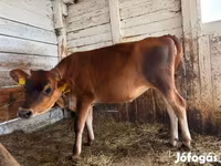 Kuh, Jersey-Rasse — Foto 1