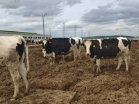 Krava, Russian Black pied cattle — fotografija 7