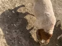 Carnero, Dorper sheep — foto 8