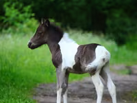 Pastuv, American shetland pony — fotografija 3