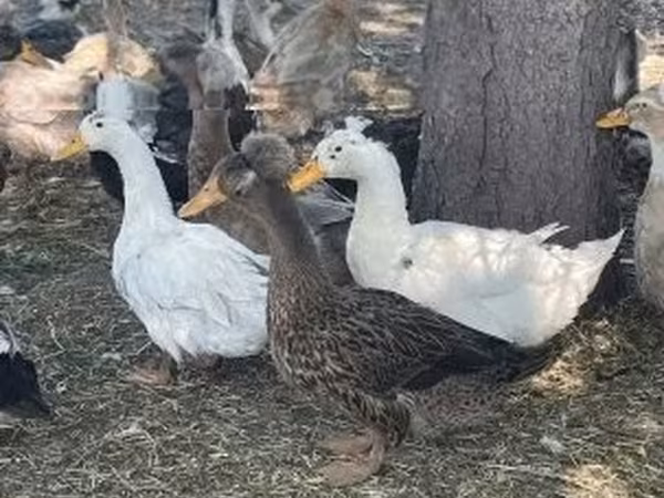 Crested — Hongrie