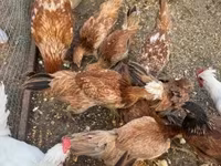 Chickens — photo 2
