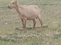 Billy Goat, Alpine goat — photo 1