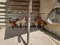 Chickens — Foto 1