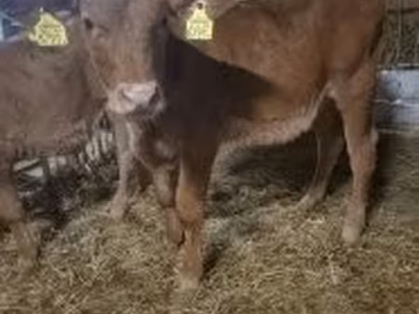 Cow, Limousin cow
