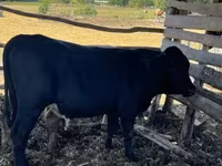 Byk, Simmental cattle — zdjęcie 6
