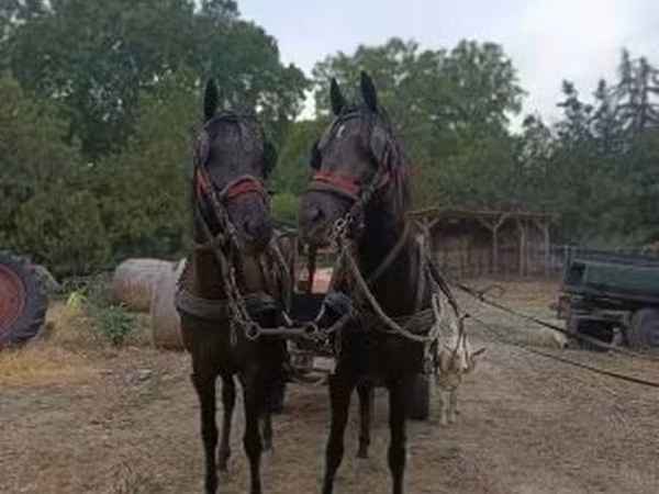 Égua, Akhal-Teke