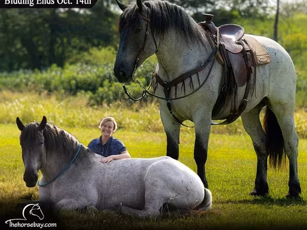 雄馬, Percheron