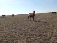 母马, Mugalzhar horse — 照片 4