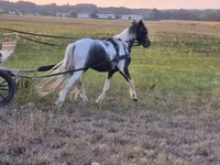 Cavalo, Cavalos — foto 8