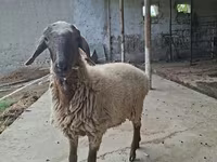 मेढ़ा, Blackheaded Persian sheep — फ़ोटो 5