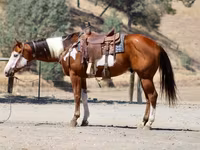 Horse (M), American paint horse — photo 7