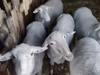 Widder, Merino sheep — Foto 2