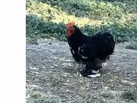 Chickens — foto 2