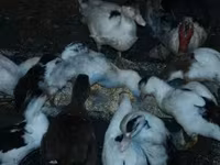 Ducks — 写真 3
