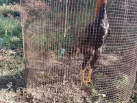 Chickens — fotografija 1