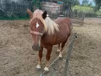 Kobyła, Konie — zdjęcie 7