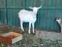 Goat, Saanen goat — photo 6