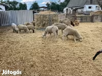 نعجة, White Suffolk sheep — الصورة 2