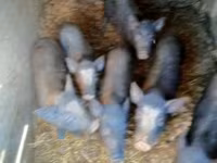Boar, Pigs — photo 6