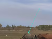 Kobila, Priob horse — fotografija 1