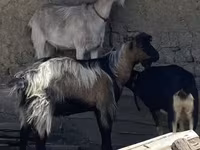 Cabro, Cabras — foto 1