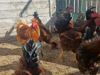 Chickens — 2-rasm