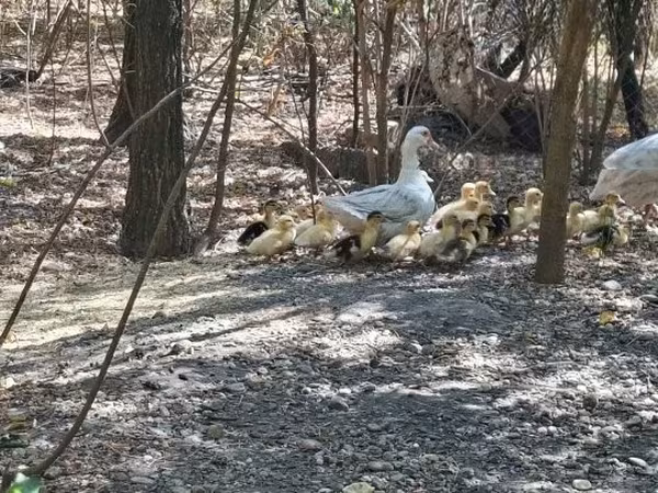 Ducks — Macarıstan