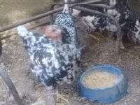 डेनिश हेन — फ़ोटो 2