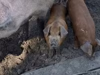 Cerdos (lote, sexo no especificado), Дюрок — foto 2