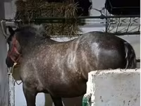 Kobyła, Konie — zdjęcie 1
