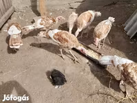 Turkeys — fotografija 2