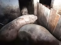 Boar, Pigs — photo 4