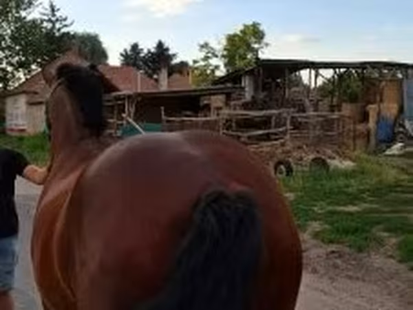 母马, Horses