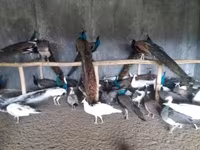 Chickens — Foto 4