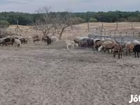 Sheep, Sheep — photo 3