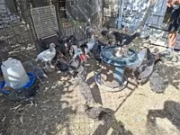 Chickens — fotografija 3