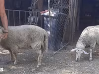 Sheep, Sheep — photo 8