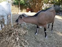 Cabra, Cabras — foto 4