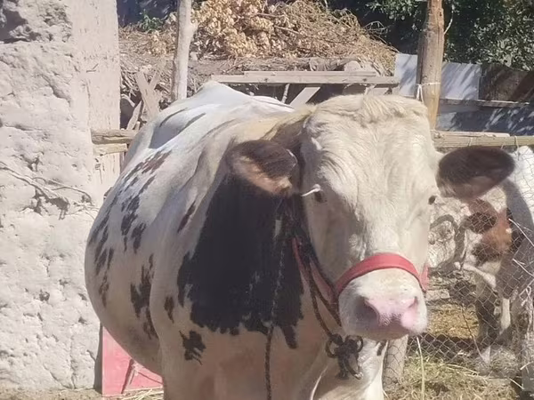 Byk, Simmental cattle