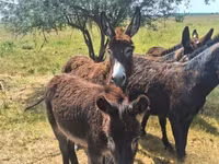 Cavalo, Cavalos — foto 4
