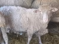 Brebis, Moutons — photo 1