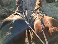 Mare, Horses — photo 4