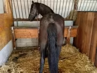 Kobila, Friesian — fotografija 2