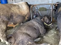 Bik, Swiss cattle — fotografija 5