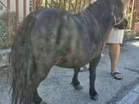 Yegua, American shetland pony — foto 2