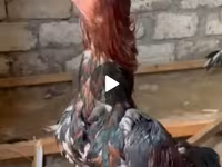 Chickens — photo 2