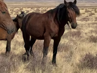 公马, Kazakh horse — 照片 1