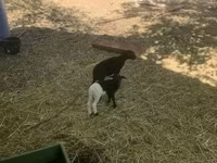 Schaf, Cameroon sheep — Foto 4
