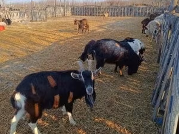 Cabra, Cabras